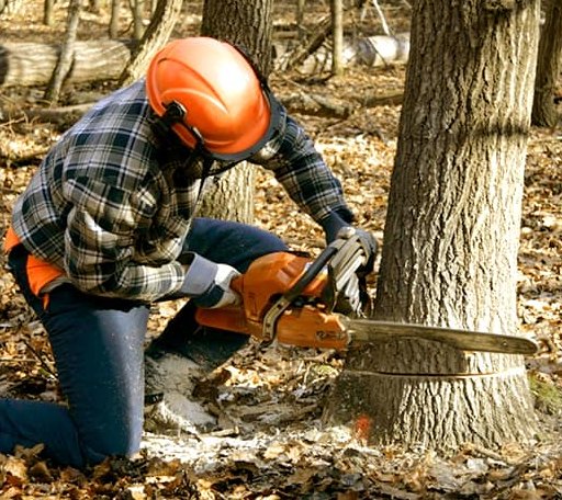 Tree Removal in New Haven, VT